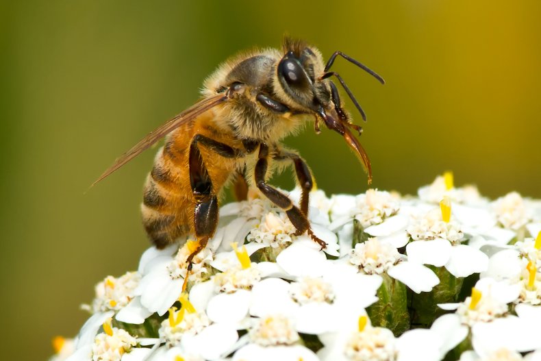 A western honeybee