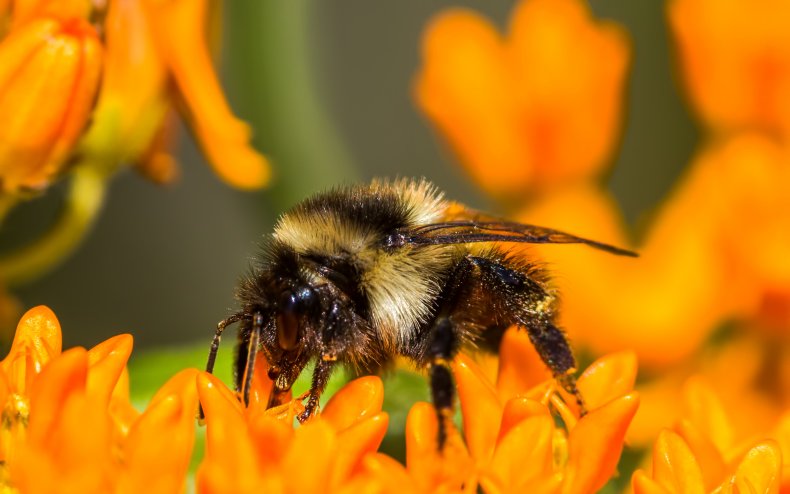 An orange-belted bumblebee