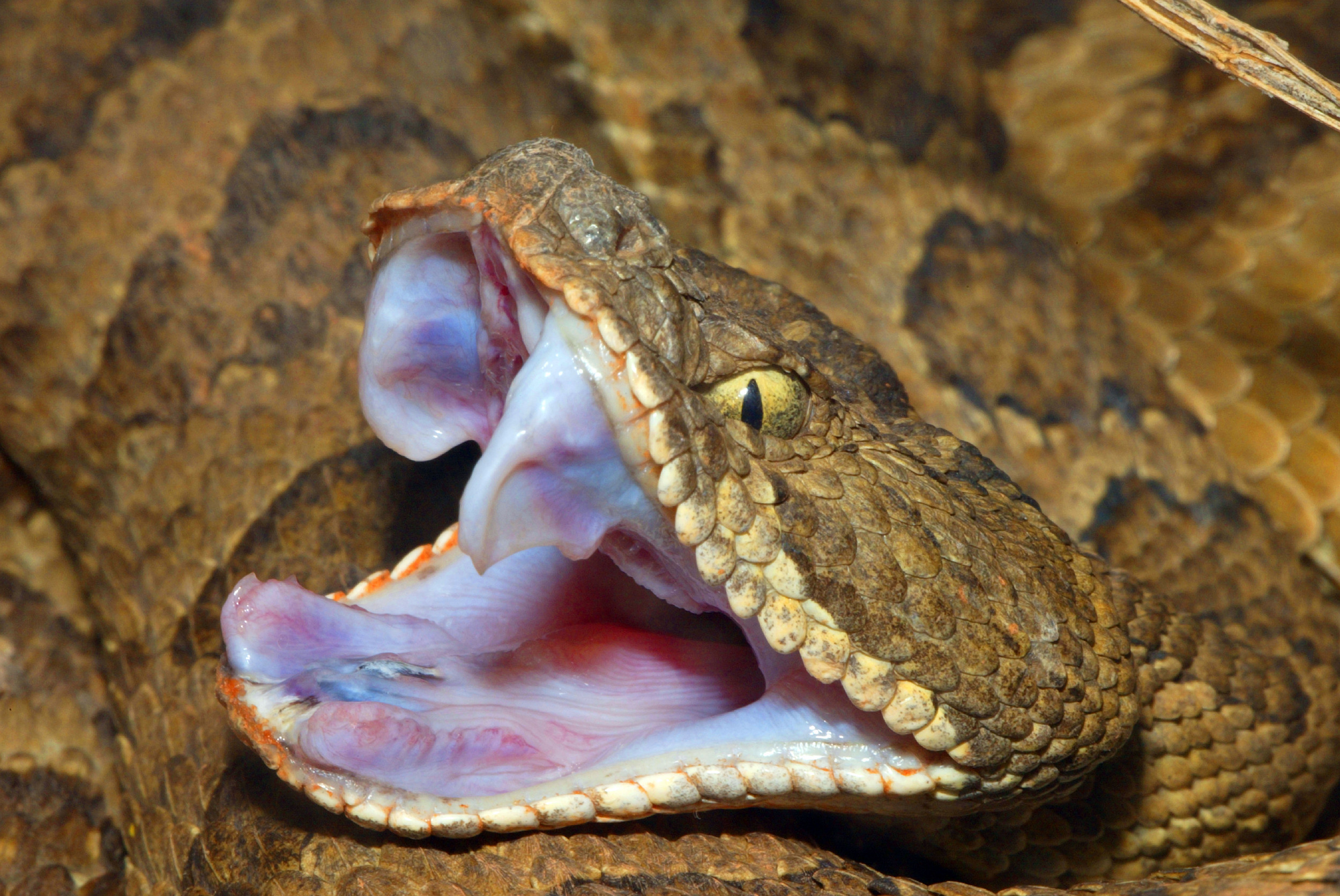 Rattlesnake Bite Kills 6 Year Old Boy In Colorado Newsweek