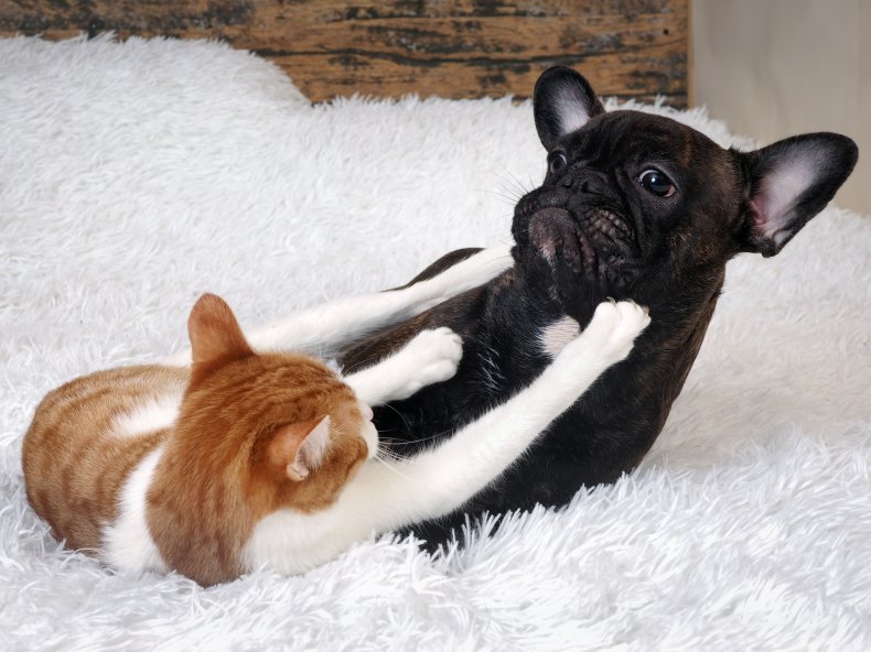 A cat and dog fighting on blanket.