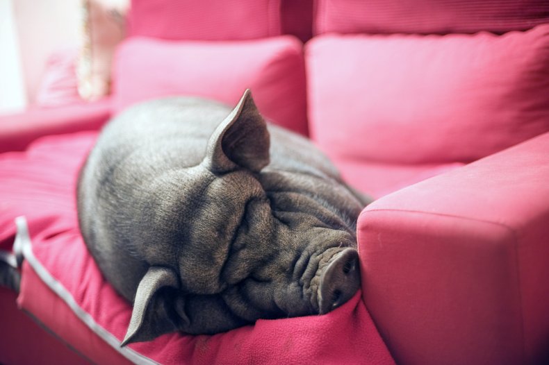 Grumpy pig