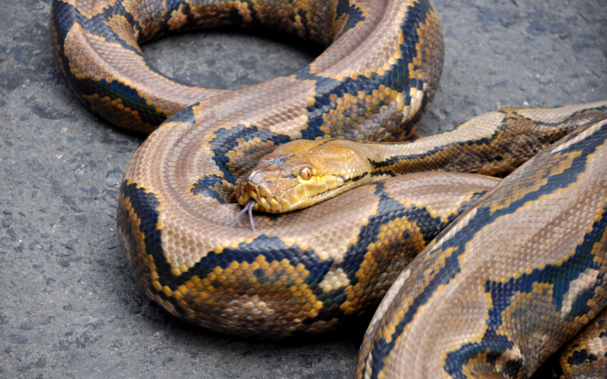 Giant Snake The Size Of A Tree Trunk Terrifies People In Viral Video