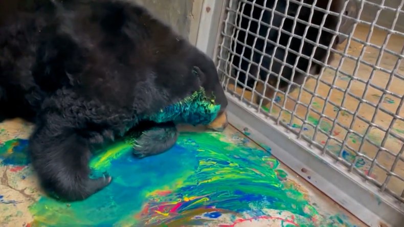 Black bear Fern paints at zoo