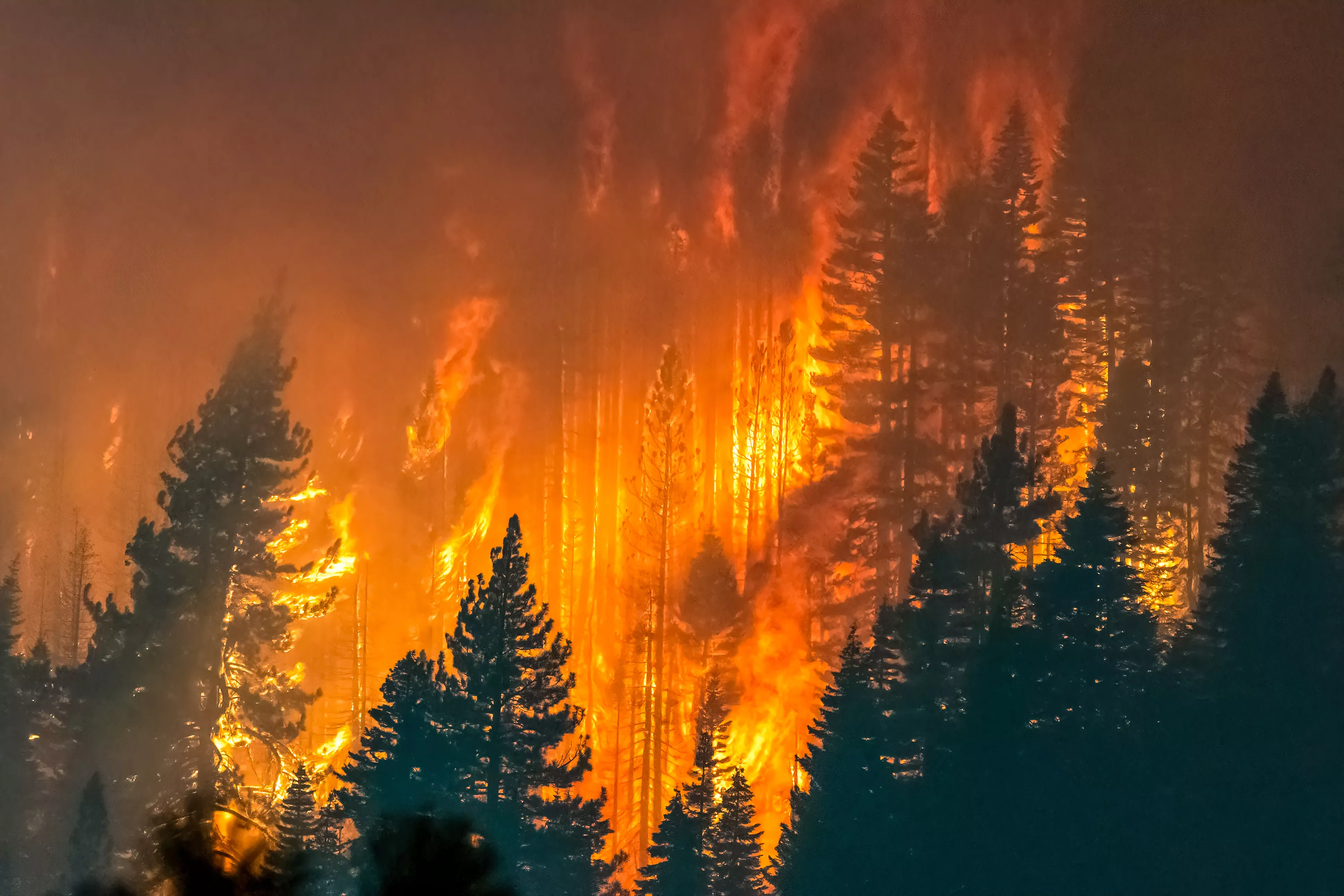 Yosemite Wildfire Likely Caused By Humans, Authorities Say - Vimarsana News