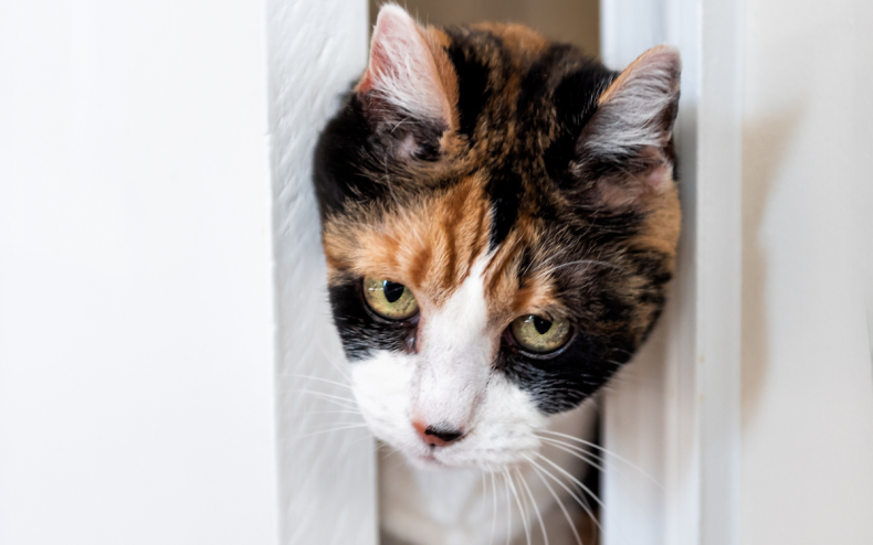 A cat poking out of a closet.