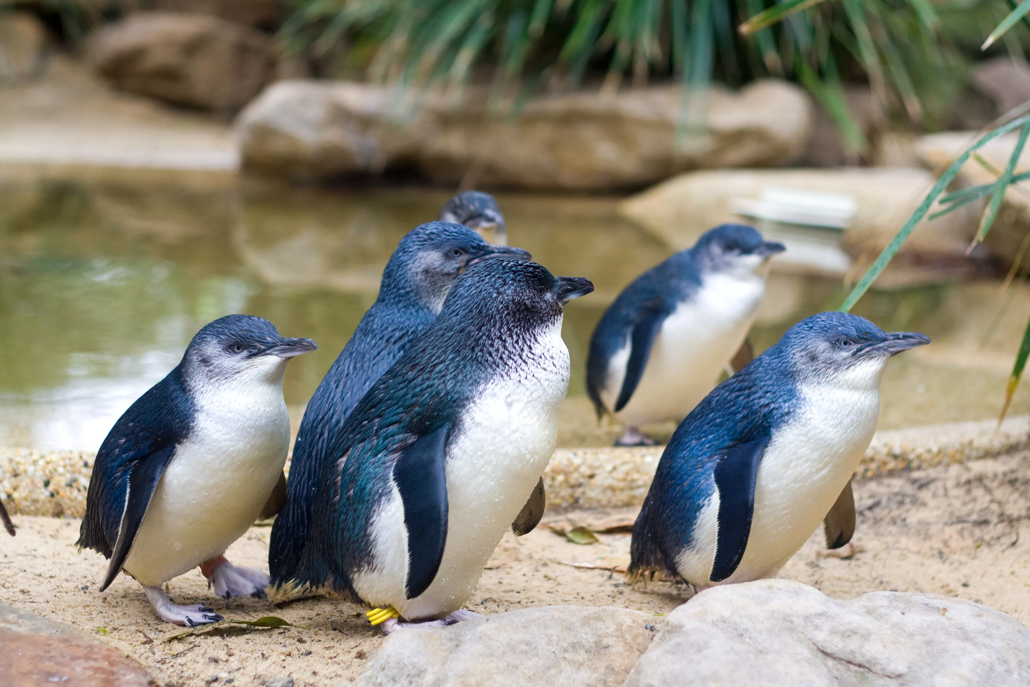 World's Smallest Penguins Make Splash at San Diego Aquarium - Vimarsana News