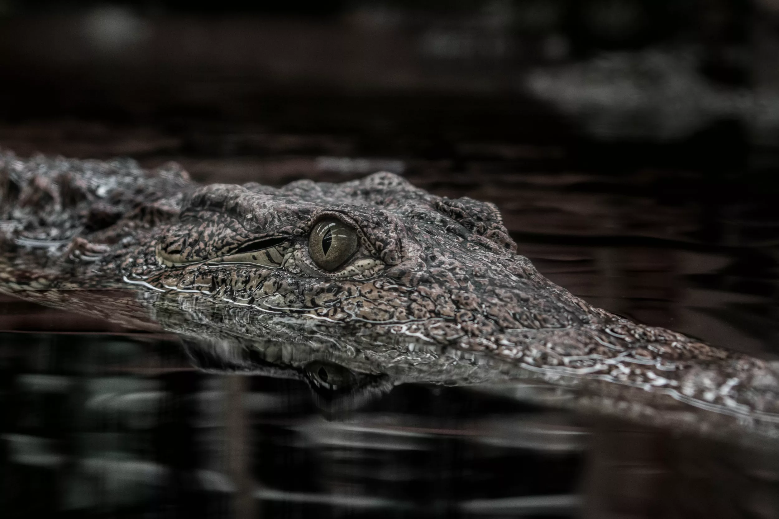 Man Fleeing Cops Begs for Their Help After Jumping Into Gator-Filled Lake - Vimarsana News