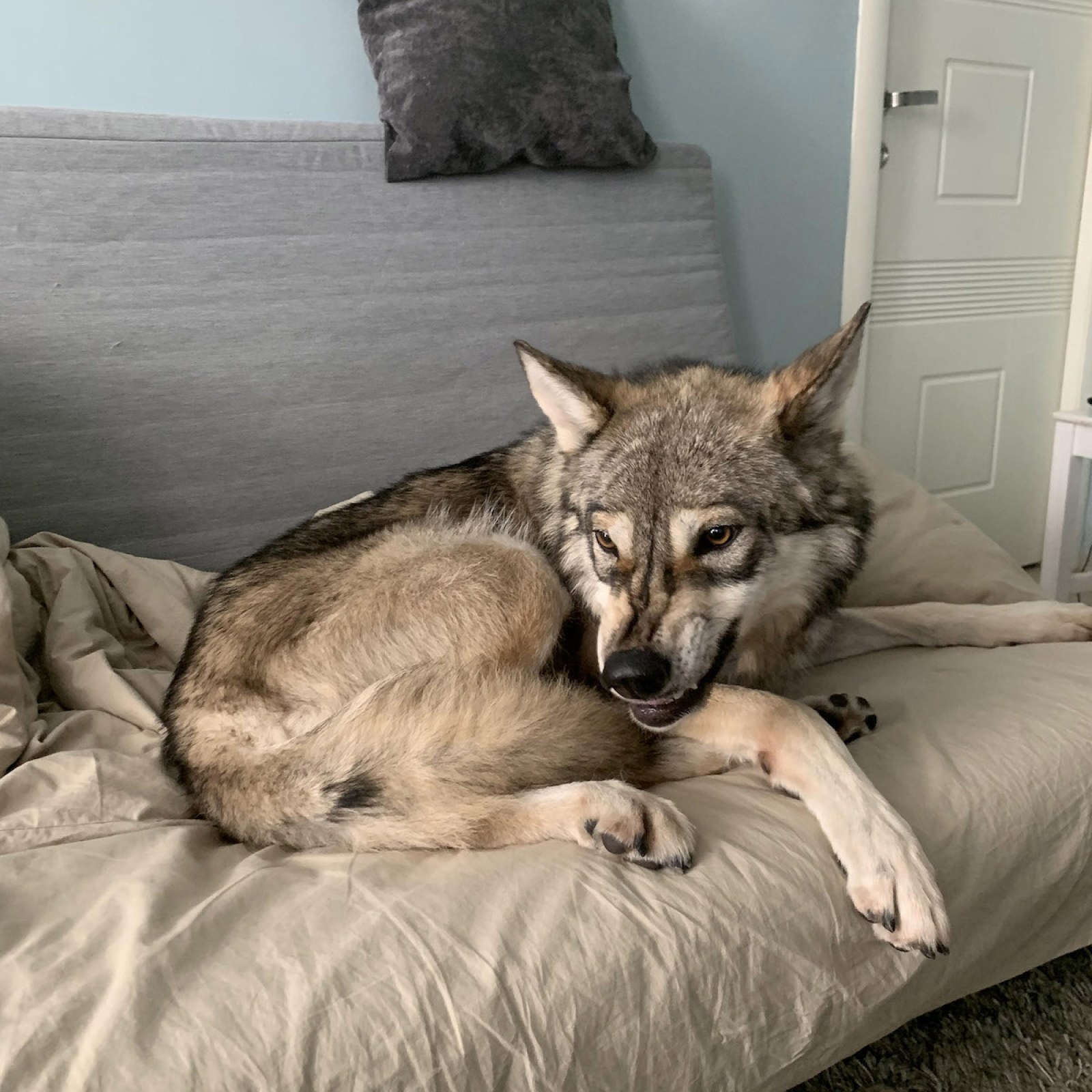 Meet The Pet Wolf Who Just Wants To Play