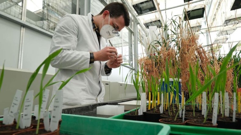 Biologist collects barley samples