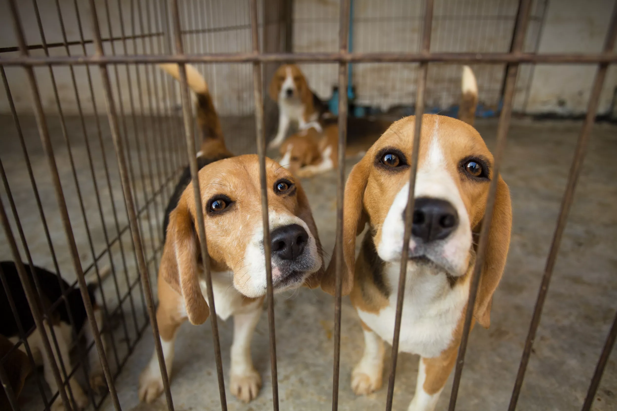 How You Can Take in One of 4,000 Beagles Rescued in Virginia - Vimarsana News