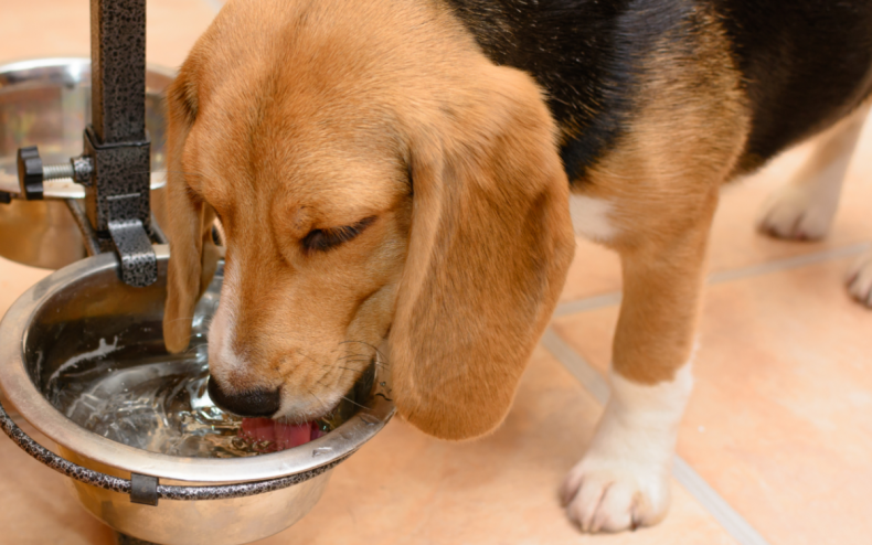 A dog drinking water from a bowl.