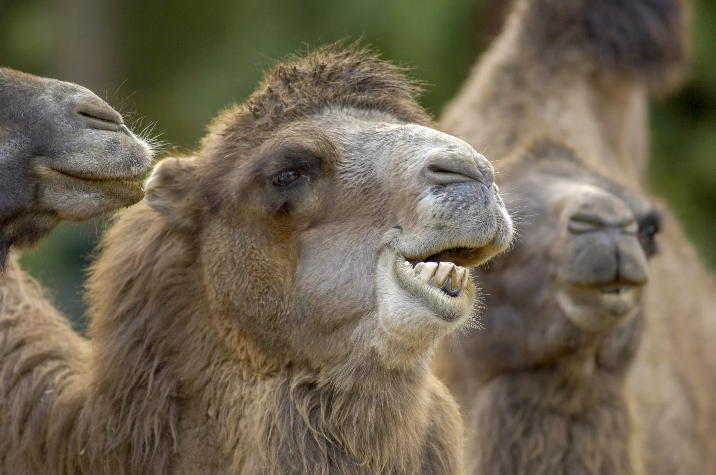 Camel Bites Zoo Owner on Head and Drags Him 15ft - Vimarsana News