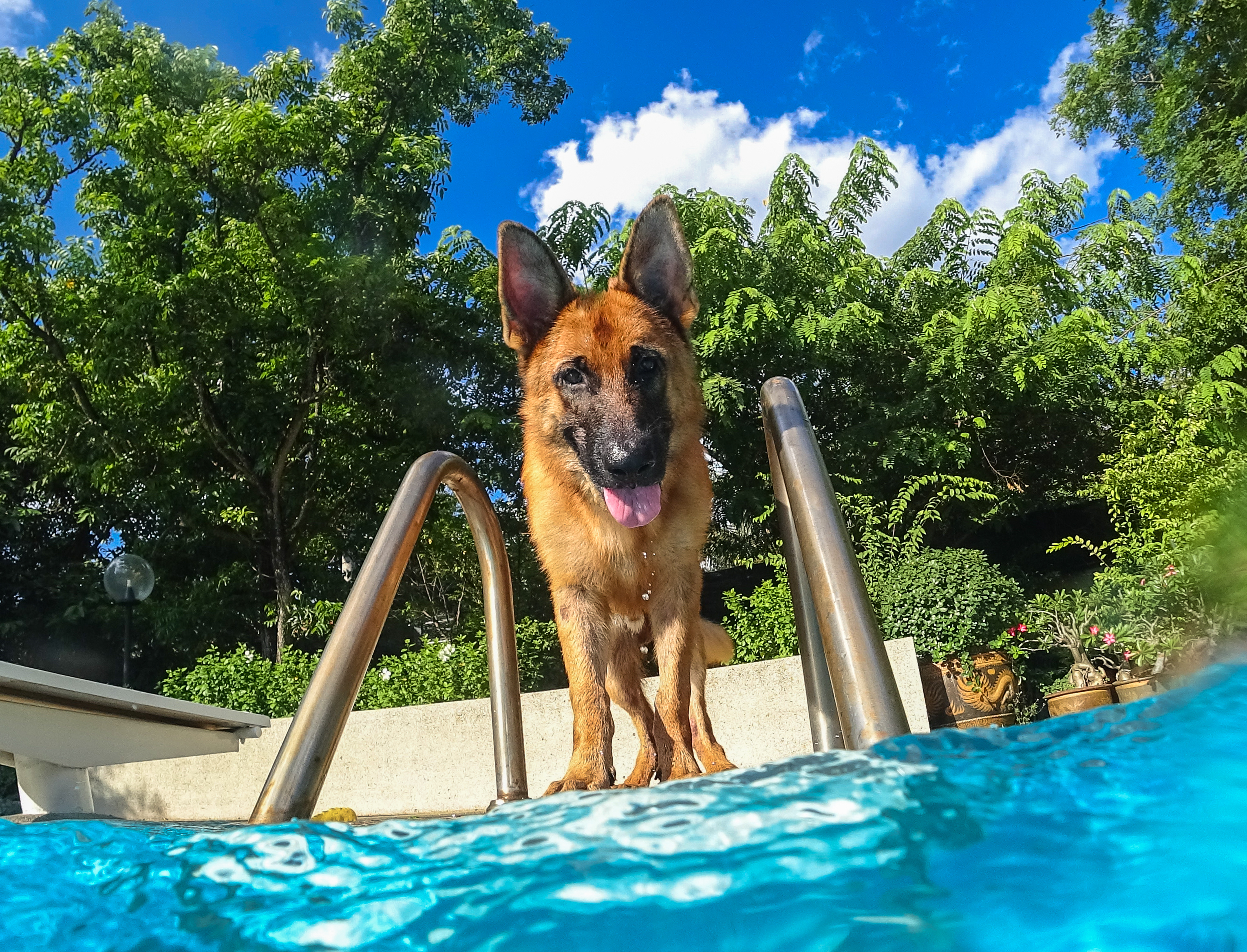 does the german shepherd dog like to swim