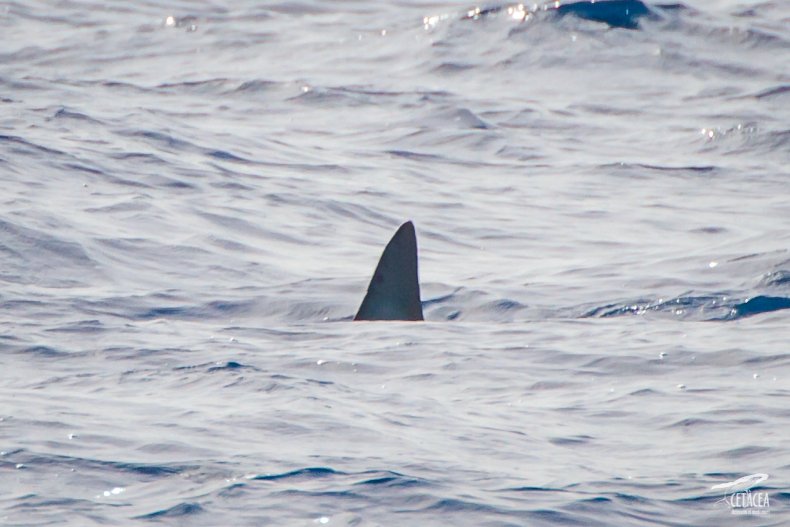 Mako shark