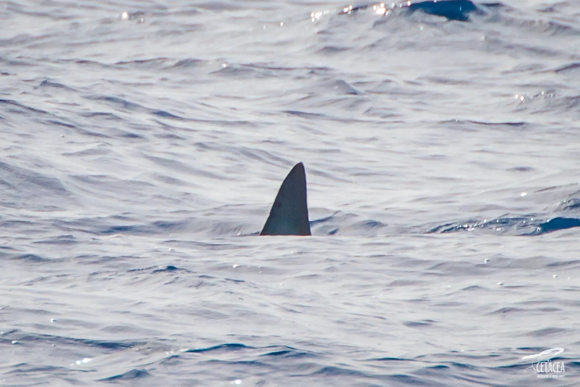 Extremely Rare World's Fastest Shark Spotted Cruising The Coast - Vimarsana News