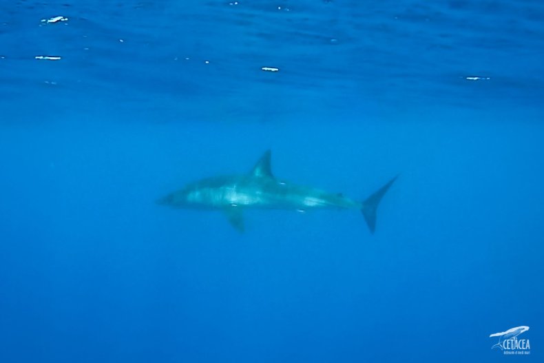 Mako shark Spain