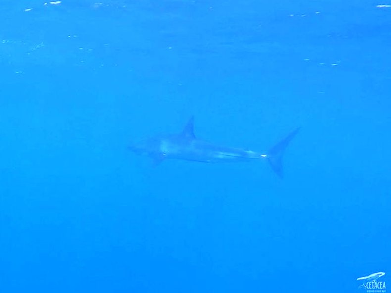 Shark
