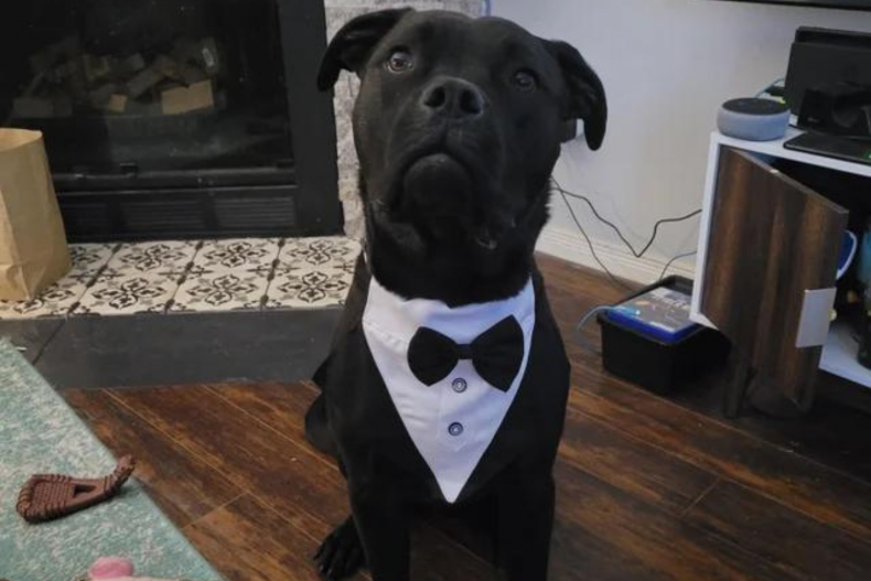 Dog to be 'best boy' at wedding