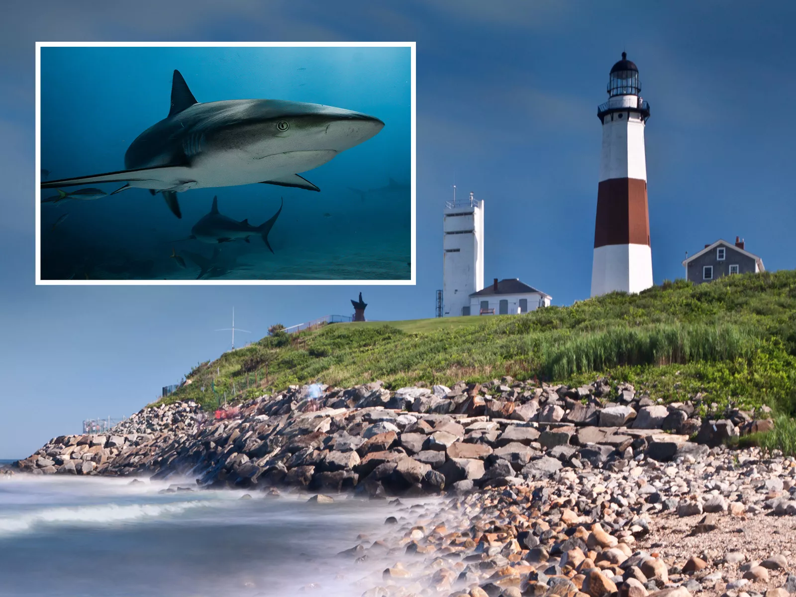 Two Shark Bites Occur in Same Day Off Long Island - Vimarsana News