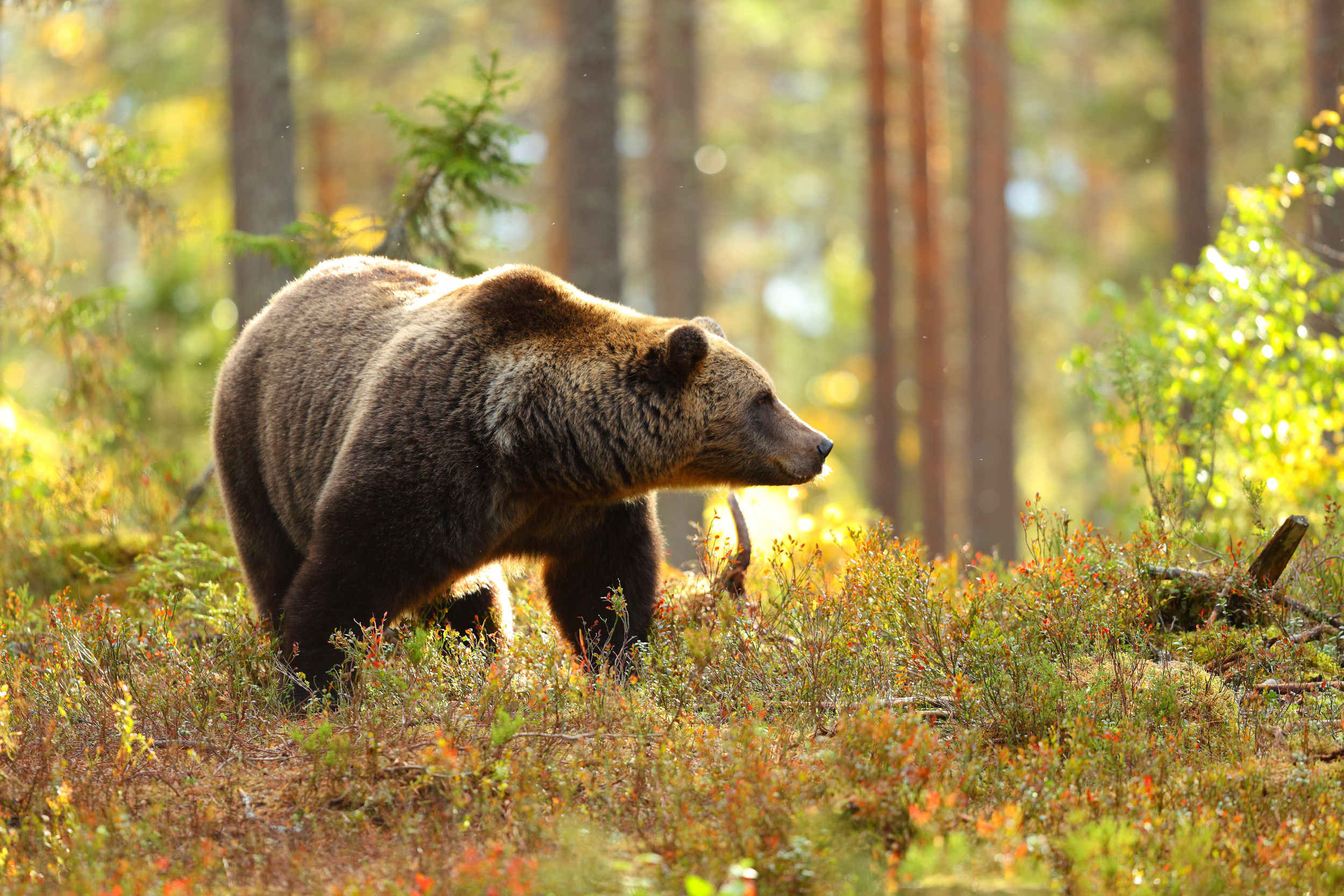 Собака вывела из леса медведей. Широколиственные леса бурый медведь. Медведь в лесу. Бурый медведь в лесу. Медведь в осеннем лесу.