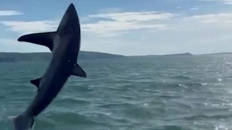 Shark jumps next to boat off Britain