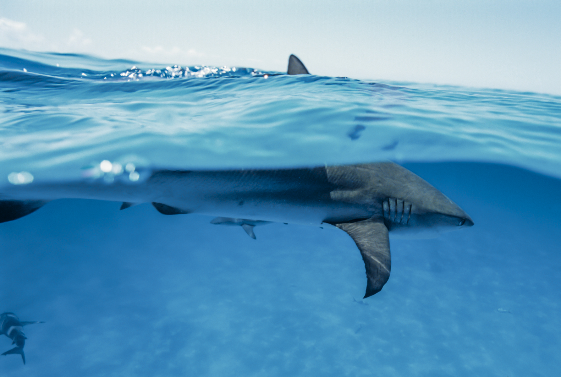 Airmen Rescue Eight Stranded Off Florida Coast as Shark Circled Nearby