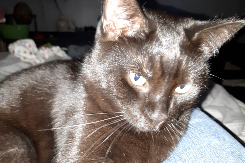 Binx the cat — reader submission