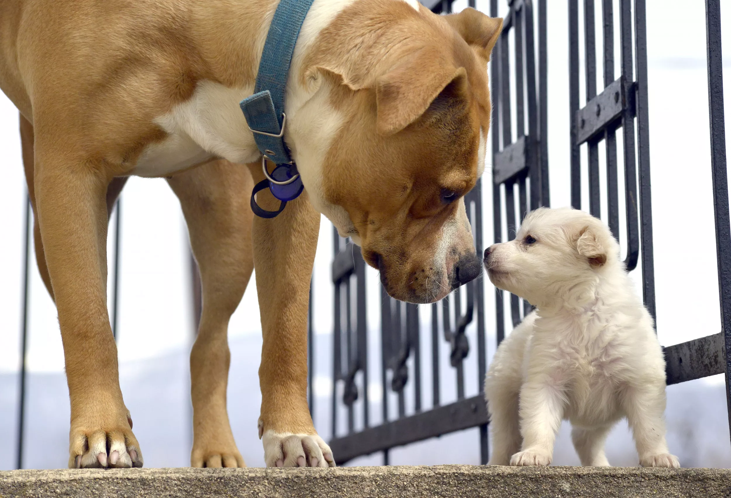 Adorable Friendship Between Senior Dog and Labrador Puppy Melts Hearts - Vimarsana News
