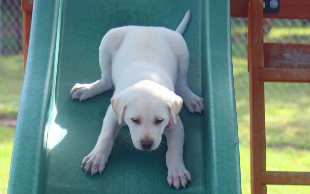 Toddler Shows Dog How to Use Slide In Adorable Video: 'This Is ...