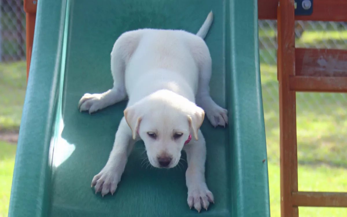 Toddler Shows Dog How to Use Slide In Adorable Video: 'This Is