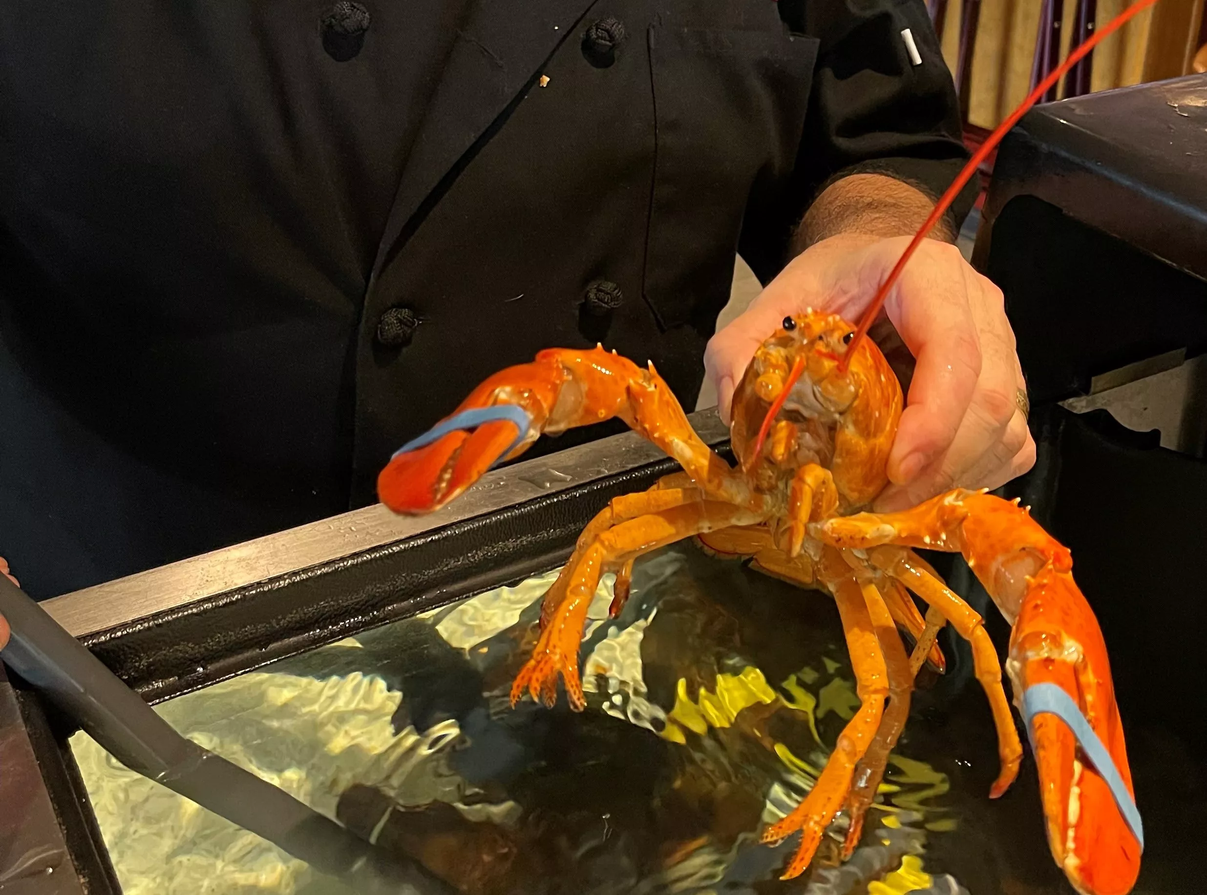 Rare Orange Lobster Saved From Being Cooked At Restaurant - Vimarsana News