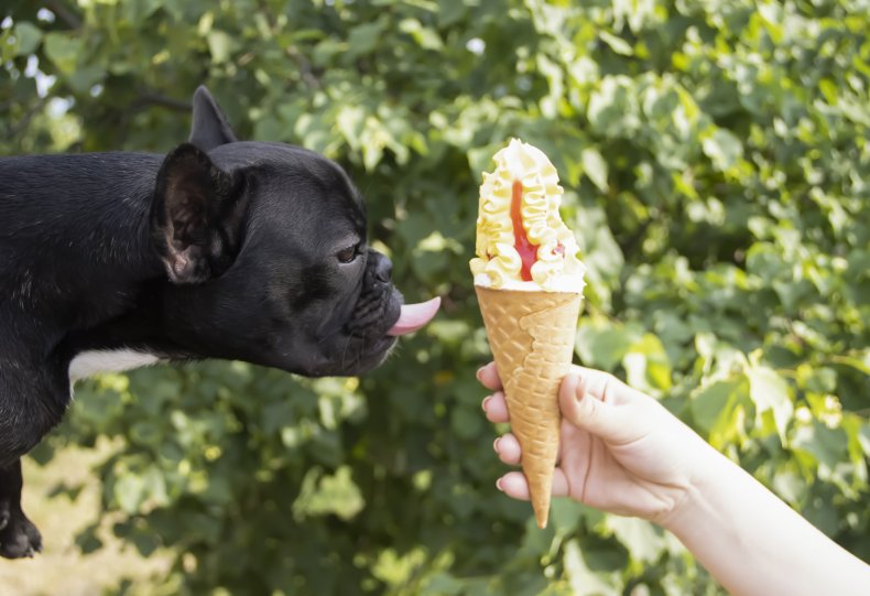 Dog trying to lick ice cream cone.