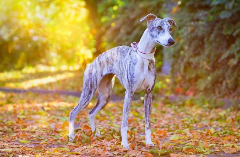 greyhound on walk
