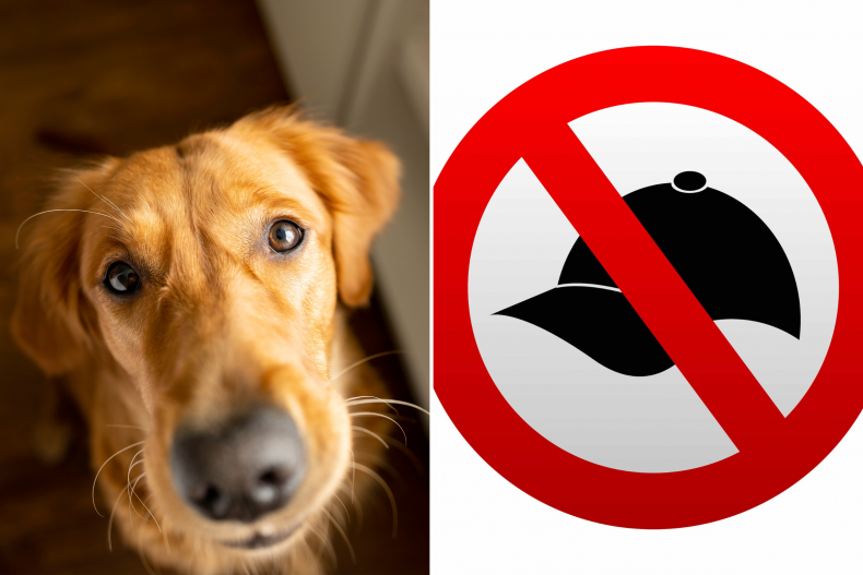 Dog and no hats sign