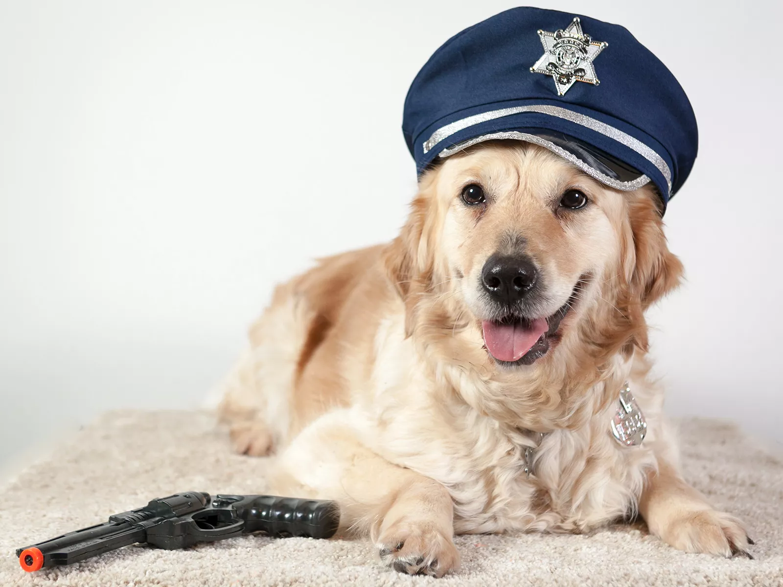 Golden retriever sale police dog