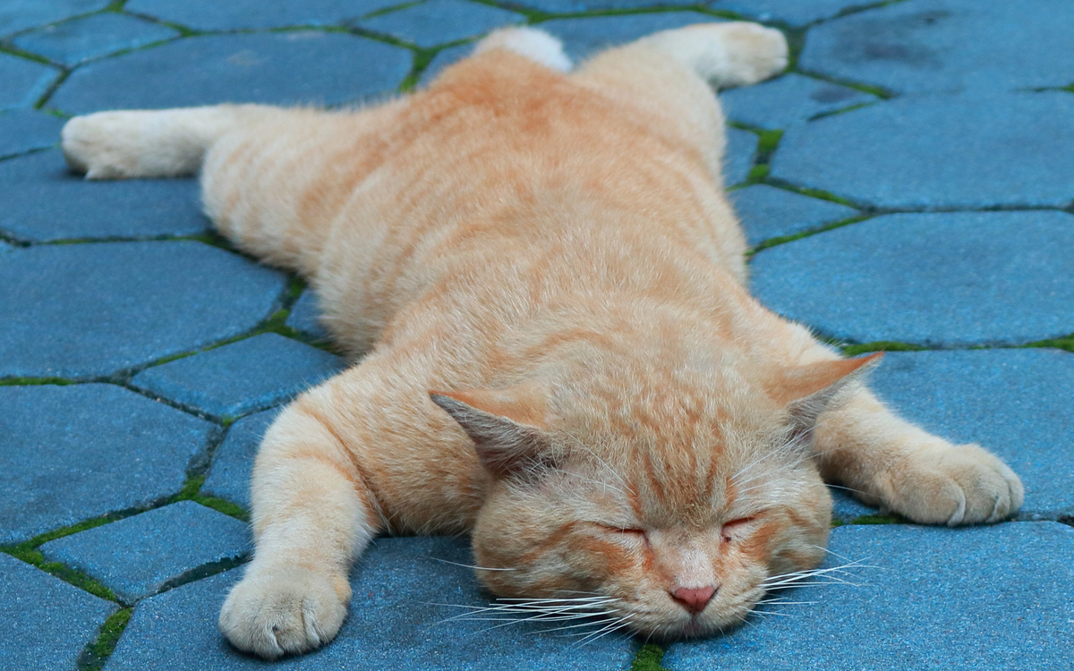 Adorably Lazy Cat Filmed Sleeping Everywhere Earns Garfield Comparisons