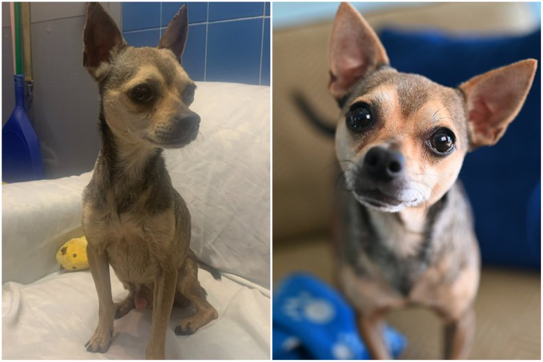 Henry before and after being rescued. 