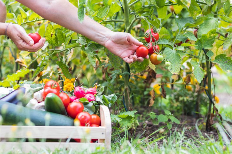 Gardener praised for growing vegetables on lawn