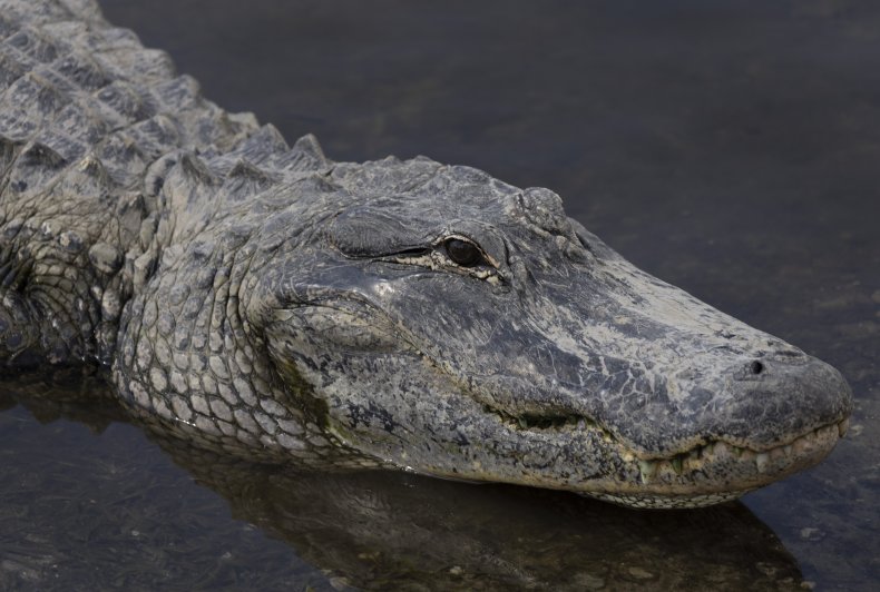 Alligators Kill Woman After Pond Fall 