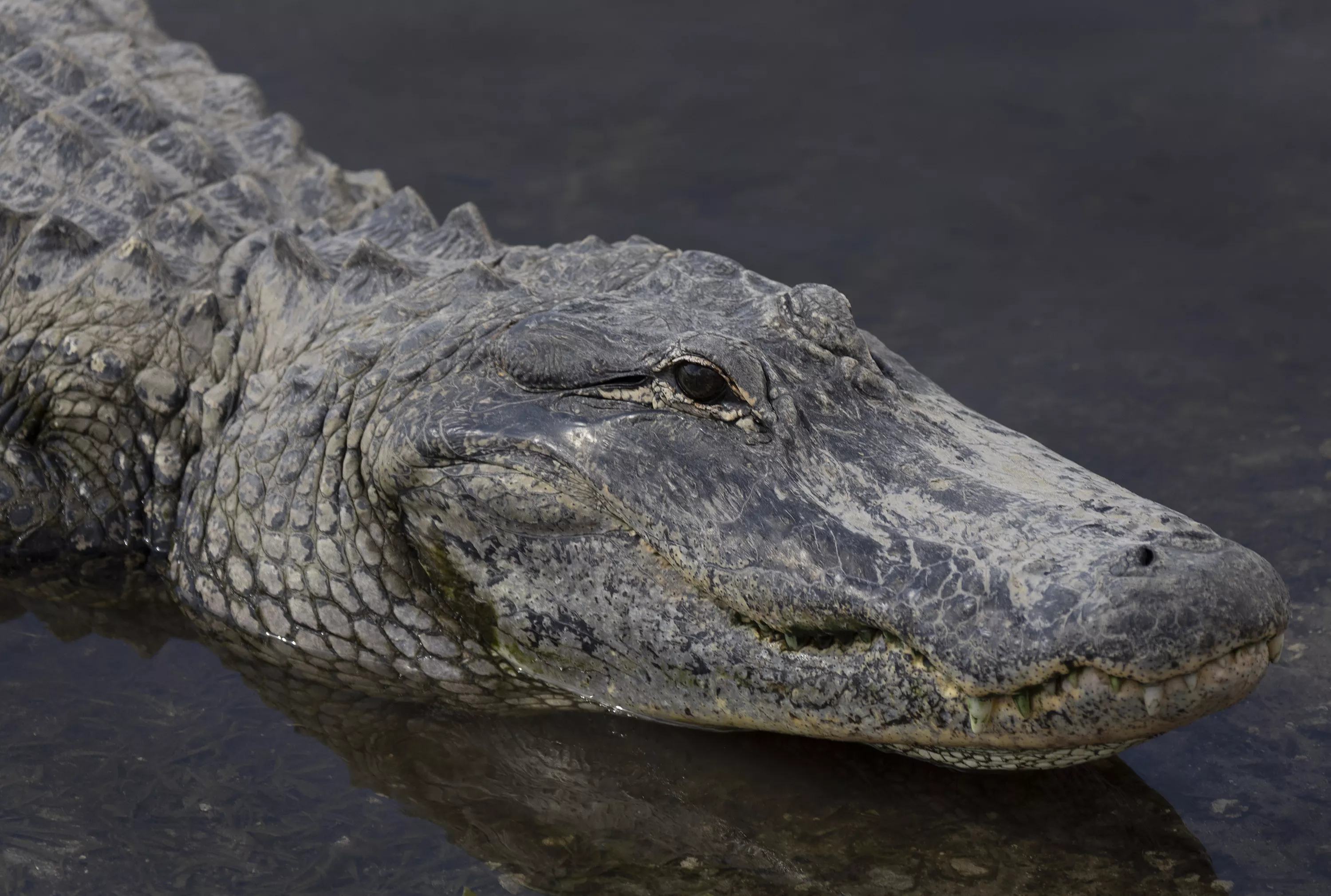 Alligators Kill Woman After She Falls Into Florida Pond: Deputies - Vimarsana News