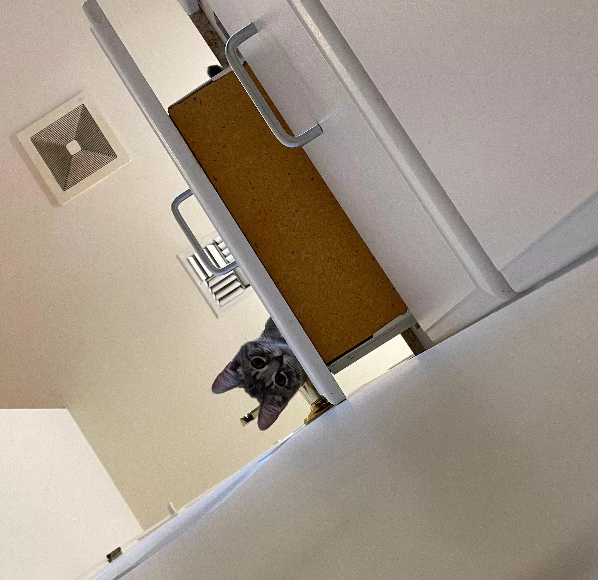 Couple Finds Hilarious Kittens Locked Themselves in Bathroom - Vimarsana News