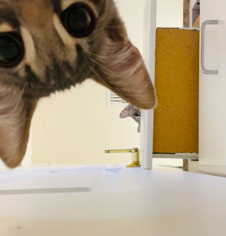 Kittens lock themselves in bathroom