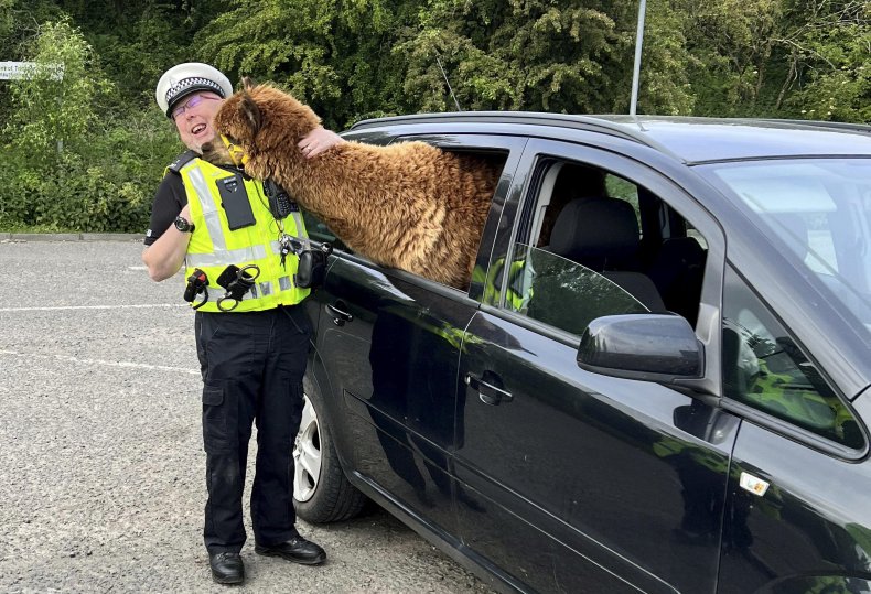 Annie the alpaca charms traffic cop