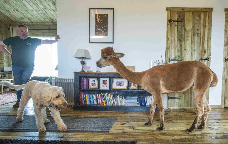 Dannie Burns with Annie the alpaca