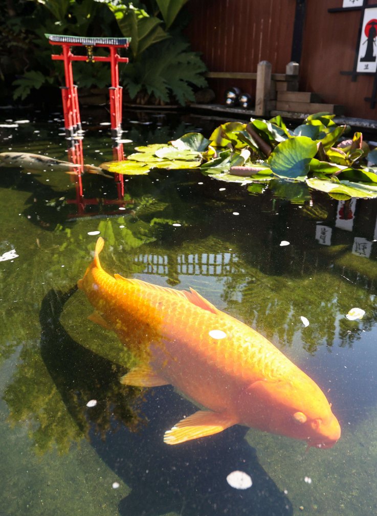 Martin Fitton's yard becomes Japanese garden