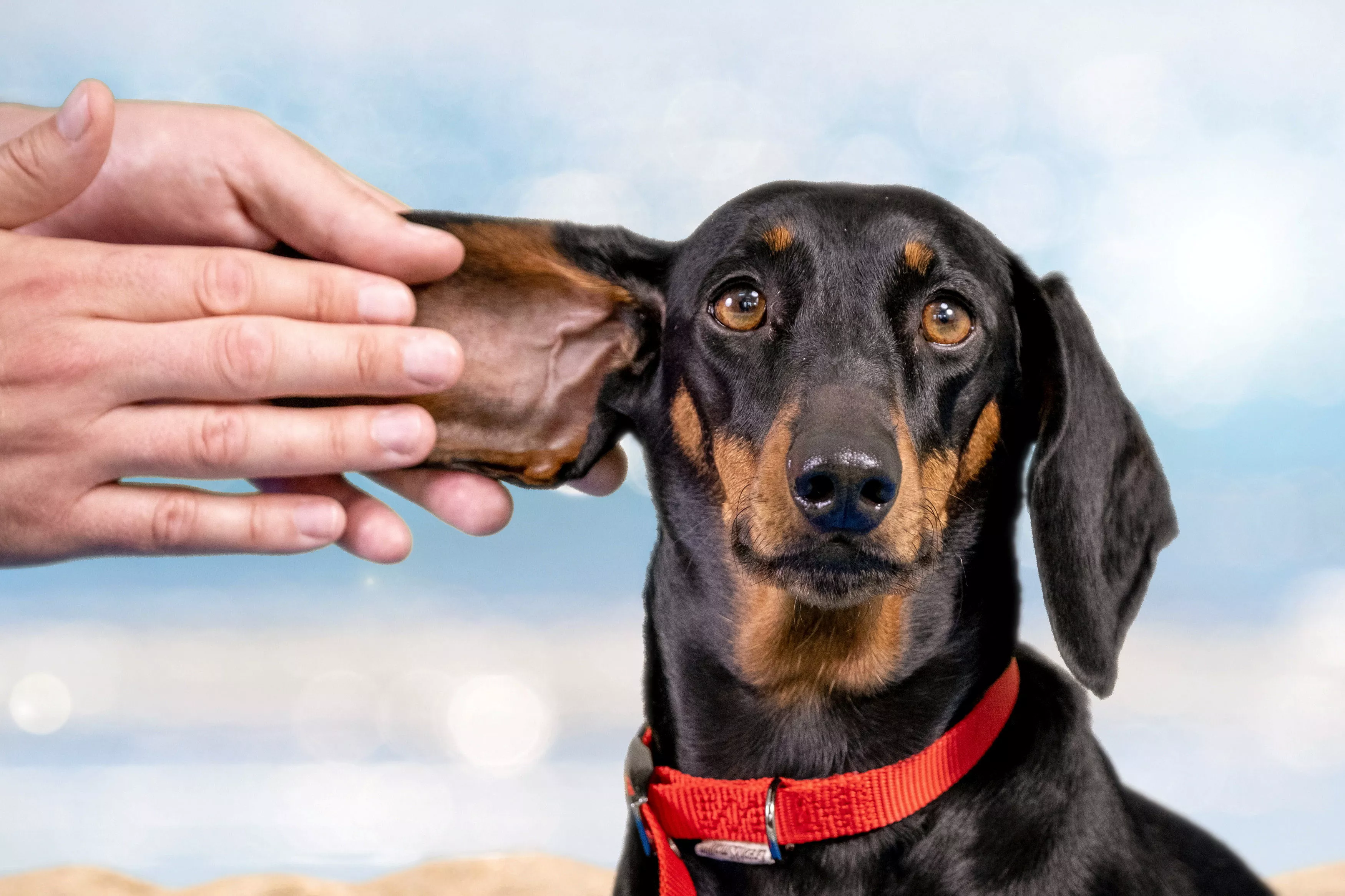Many Dog Owners Unaware Their Pets Need Sunscreen, Survey Shows - Vimarsana News