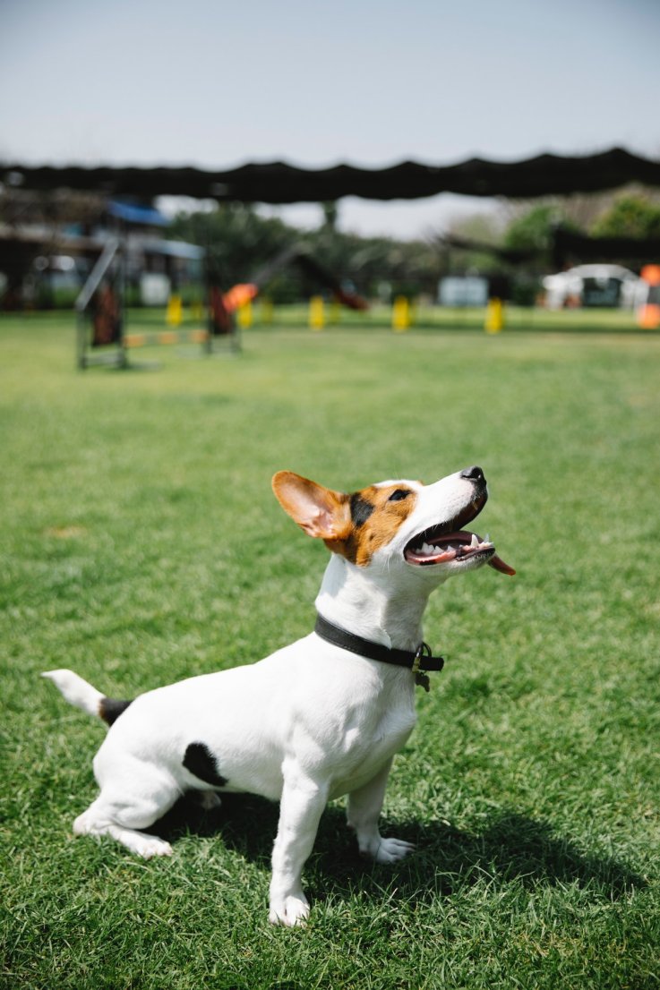 Dog in sun