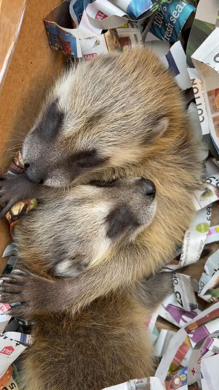 Raccoon babies rescued from chimney