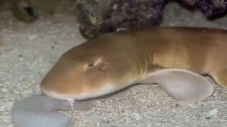Blind baby bamboo-banded shark spits water