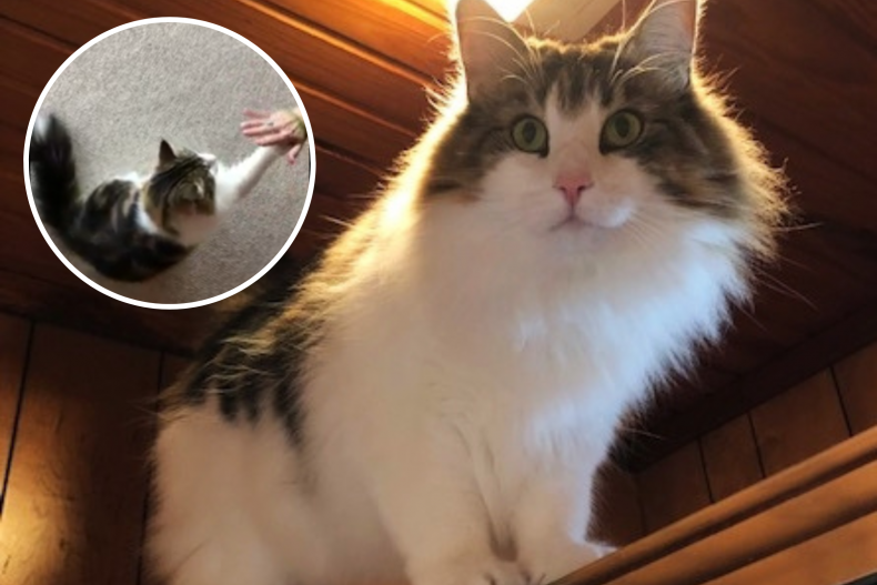 Top-Fiving Cat From Kansas, Galveston, Wins Puppy of the Week